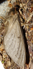 Oxycanus