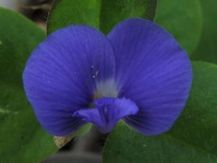 Polygala orbicularis