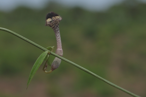 Nile ceropegia (Ceropegia nilotica)