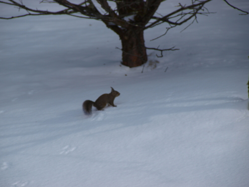 Japanese Squirrel, Japan, photo 9 of 10