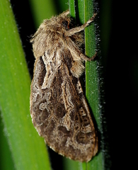 Oncopera intricoides