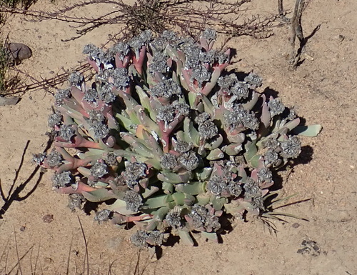 Pale Daggerfig (Machairophyllum albidum)