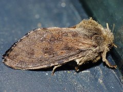 Oncopera rufobrunnea