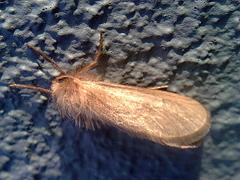 Fraus griseomaculata