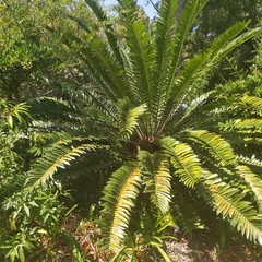 Encephalartos altensteinii