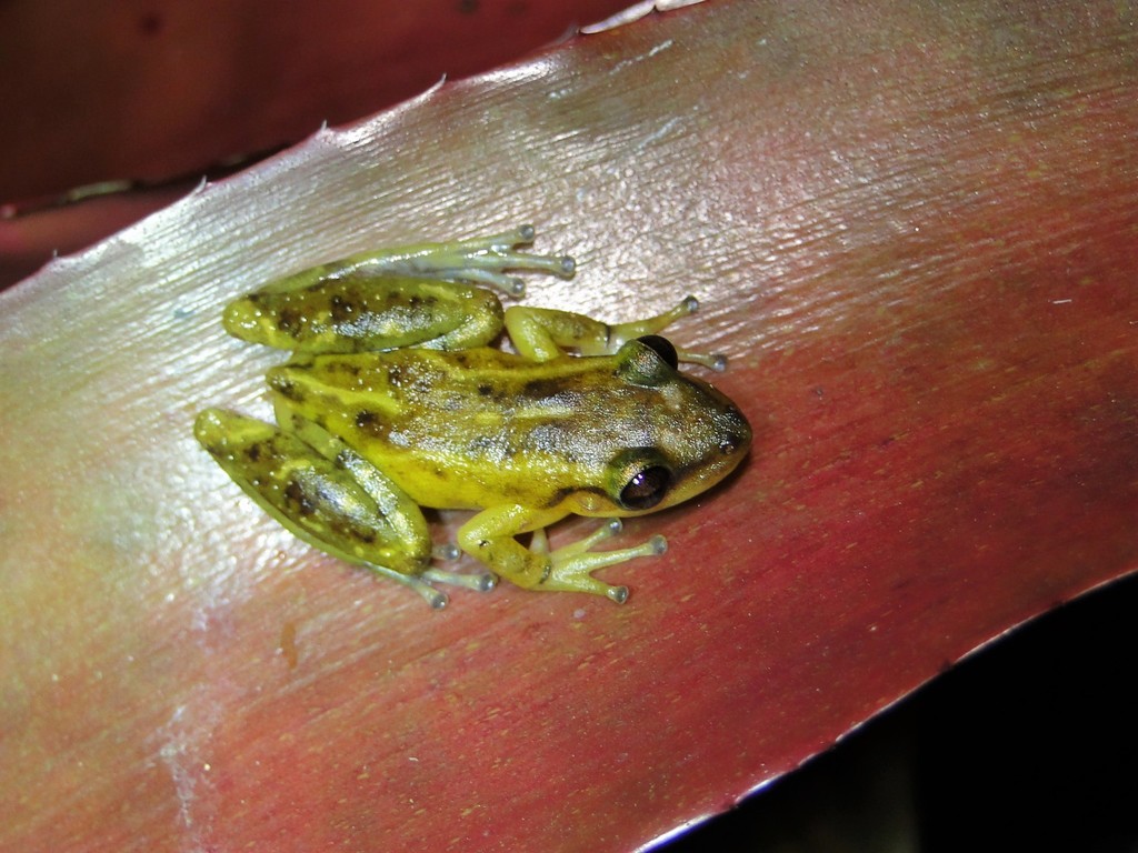 Santa Ines Snouted Treefrog