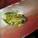 Santa Ines Snouted Tree Frog - Photo (c) Carlos Otávio Gussoni, some rights reserved (CC BY-NC), uploaded by Carlos Otávio Gussoni
