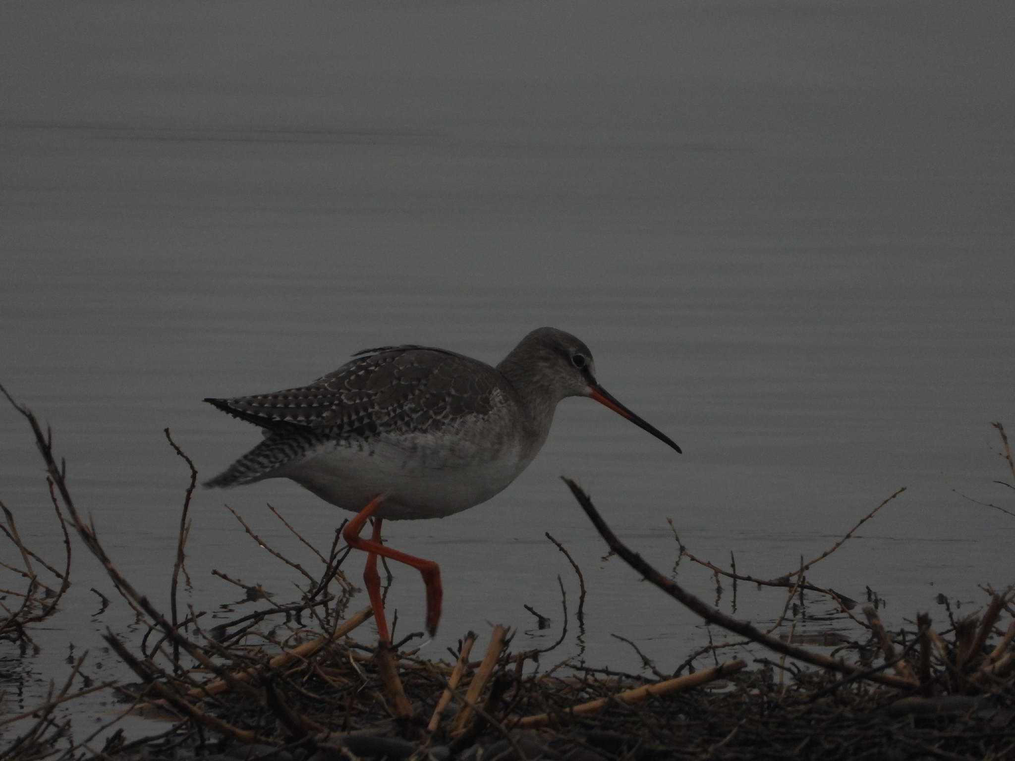 Spotted Redshank (Tringa erythropus), photo 2