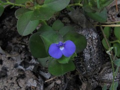 Polygala orbicularis