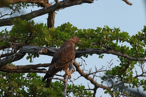 Wahlberg's Eagle (Hieraaetus wahlbergi)