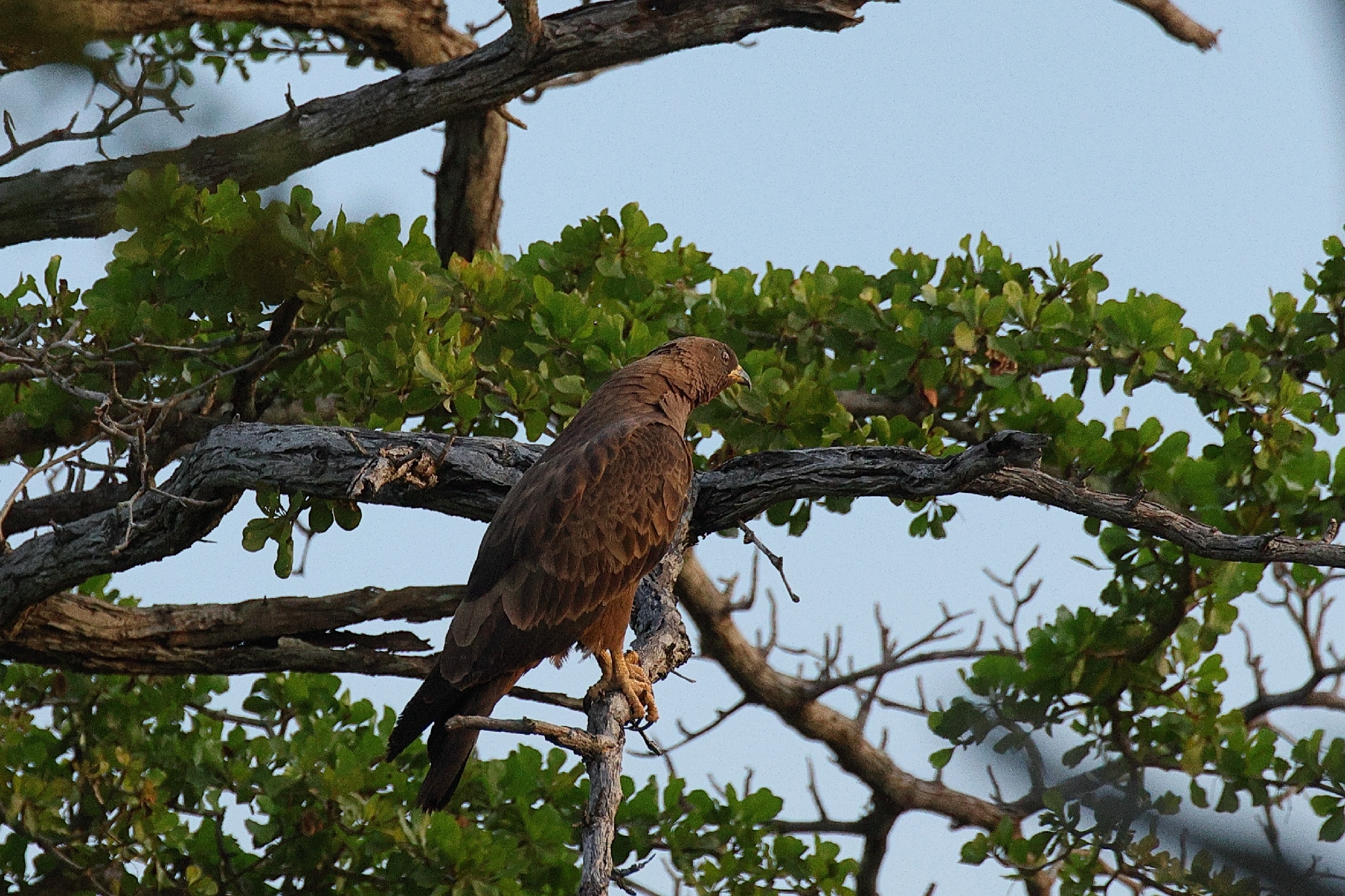 Wahlberg's Eagle (Hieraaetus wahlbergi), photo 1
