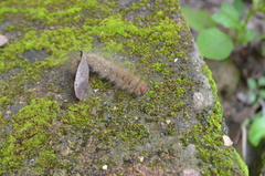 Lepidoptera