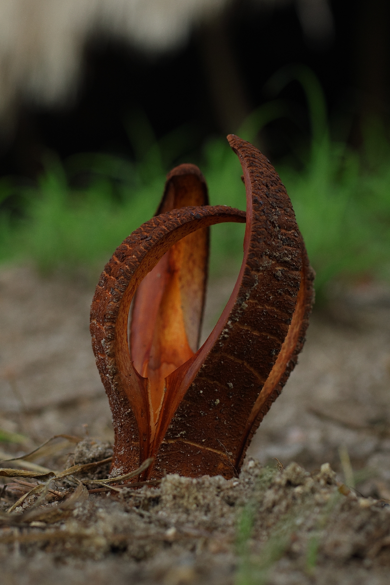 Hydnora sinandevu