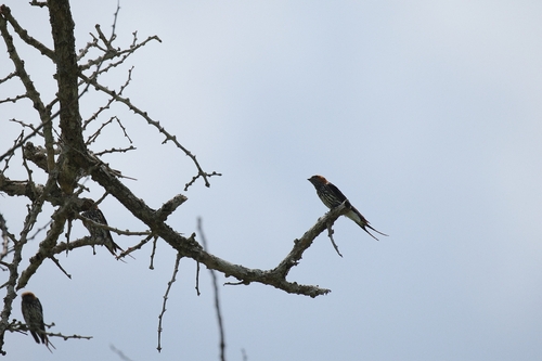 Lesser Striped Swallow (Cecropis abyssinica)