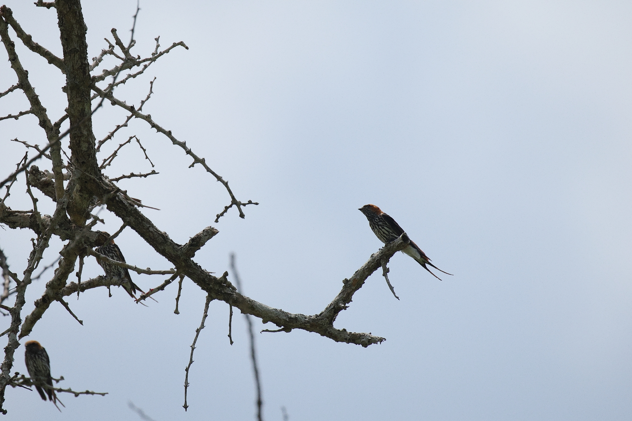 Lesser Striped Swallow (Cecropis abyssinica), photo 1
