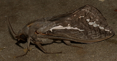 Abantiades argentata