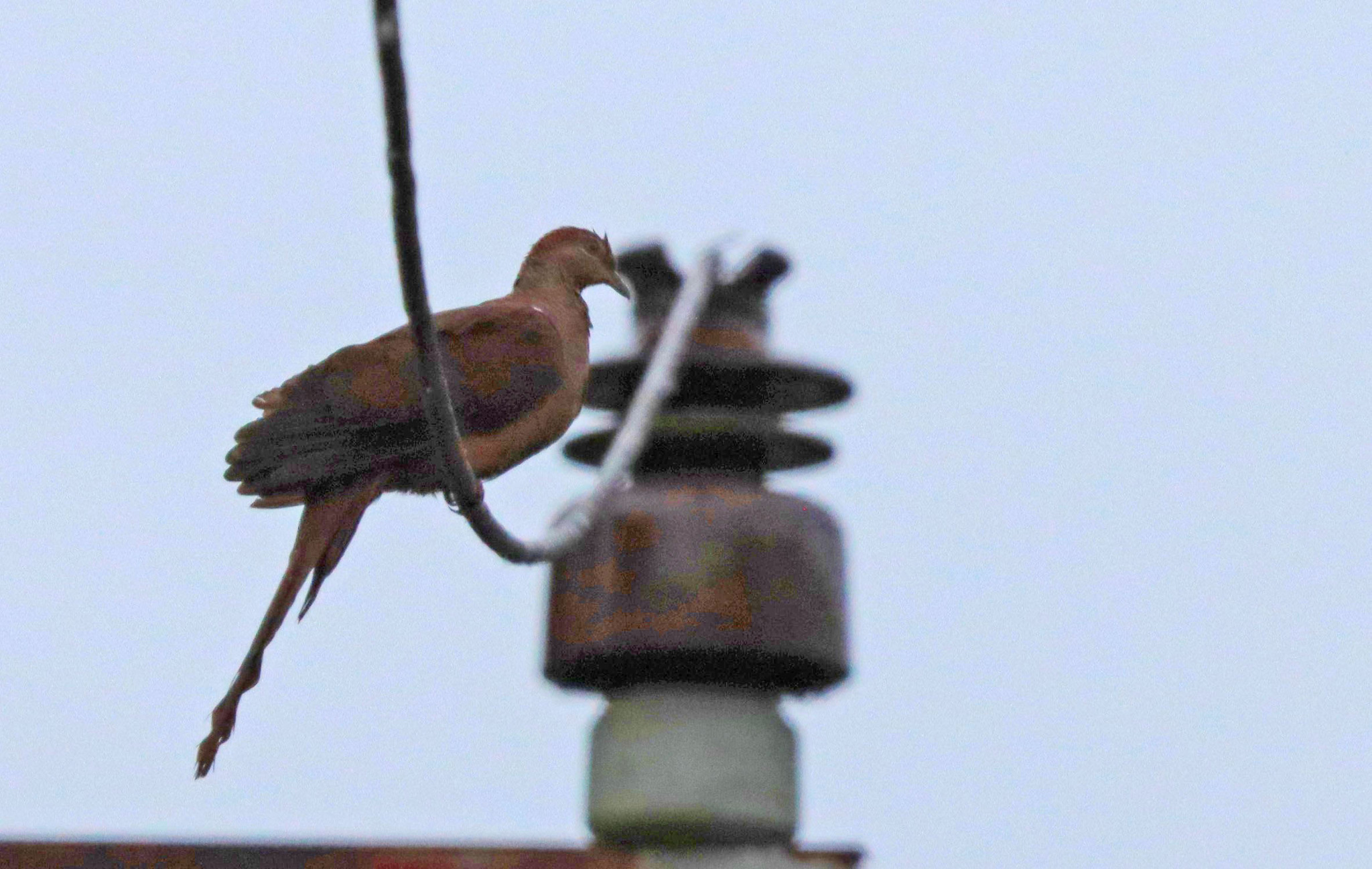 Bar-tailed Cuckoo-Dove (Macropygia nigrirostris), photo 1