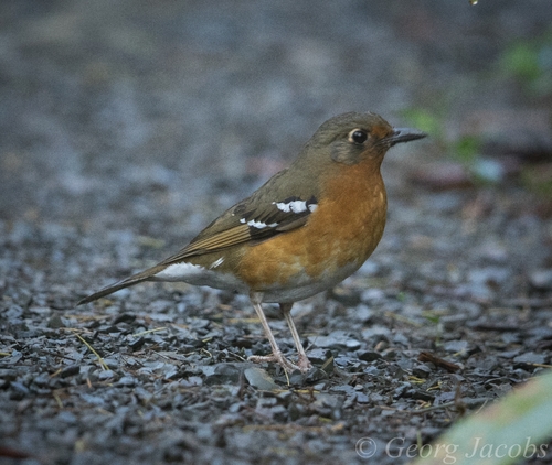 iNaturalist image