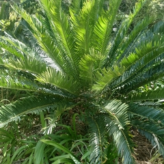 Encephalartos lebomboensis