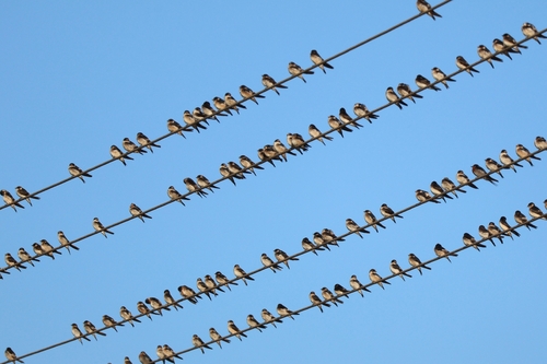 Tree Martin (Petrochelidon nigricans)