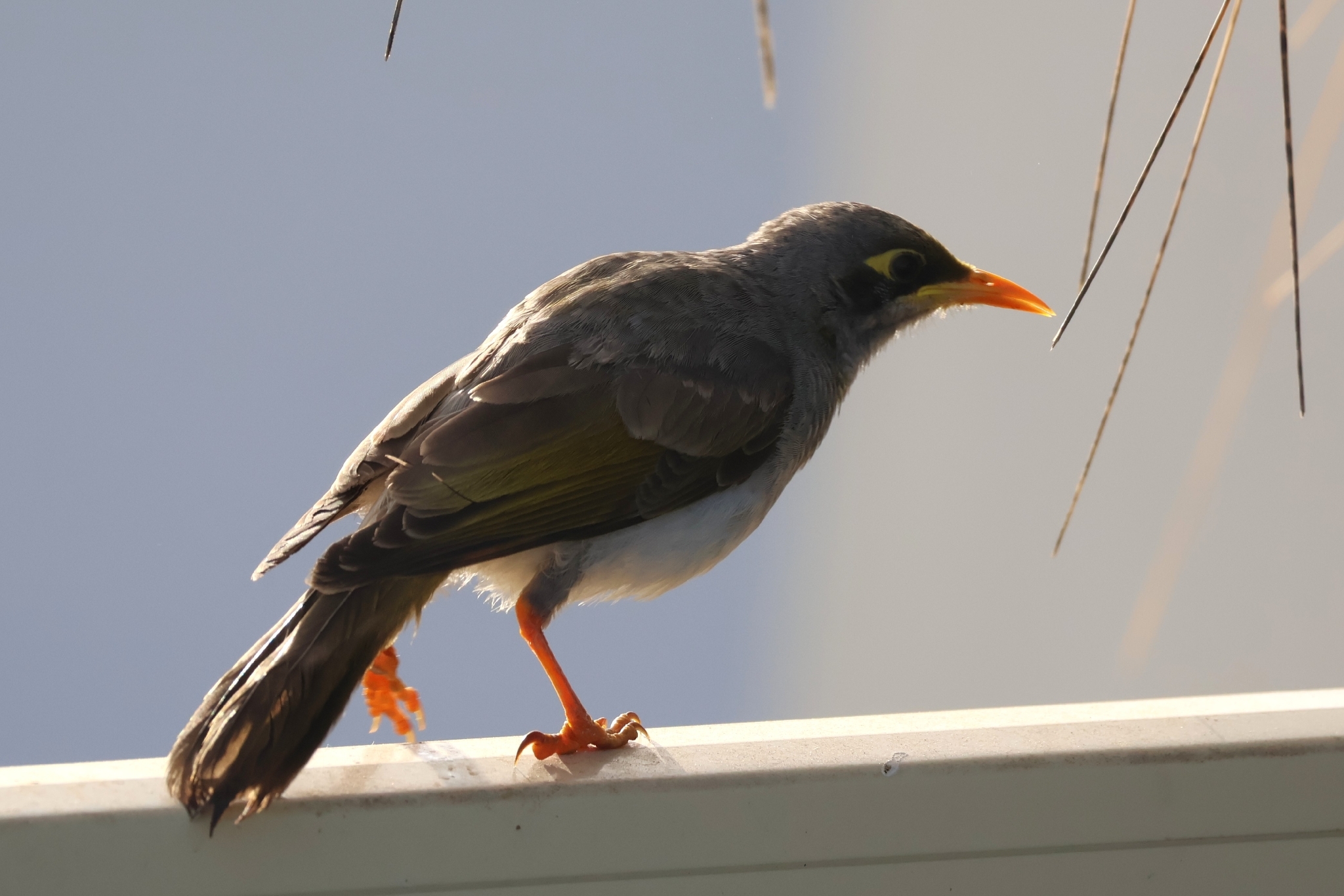 Yellow-throated Miner (Manorina flavigula), photo 1