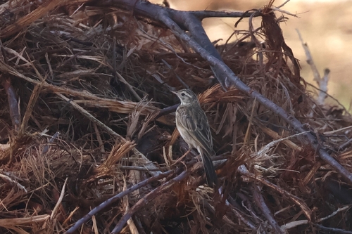 Australian Pipit (Anthus australis)