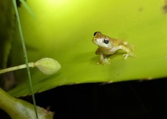 Dendropsophus branneri