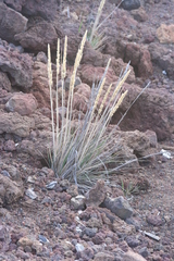 Trisetum glomeratum