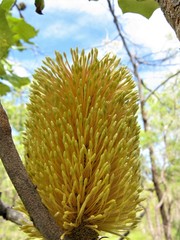 Banksia dentata