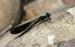 Aristocypha fenestrella