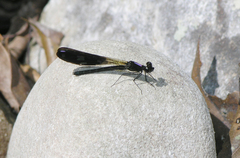 Aristocypha fenestrella