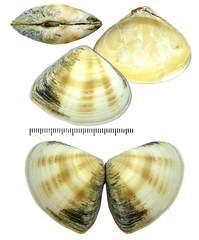 Macridiscus aequilatera