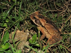Rhinella crucifer