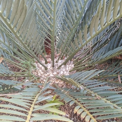 Encephalartos lehmannii
