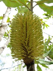 Banksia dentata