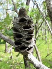 Banksia dentata