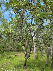 Banksia dentata