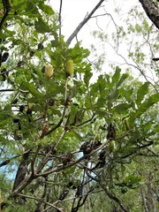 Banksia dentata