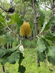 Banksia dentata