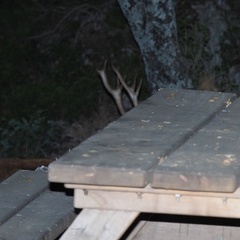 Cervus elaphus corsicanus