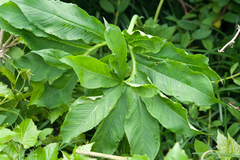 Arisaema heterophyllum