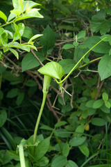 Arisaema heterophyllum