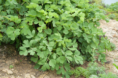 Peucedanum japonicum