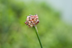 Allium macrostemon