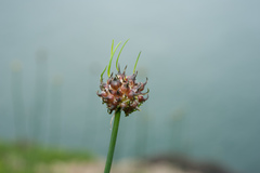 Allium macrostemon