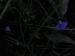 Utricularia bidentata
