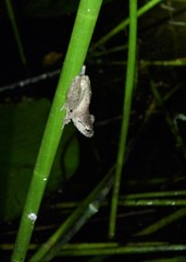 Scinax nebulosus