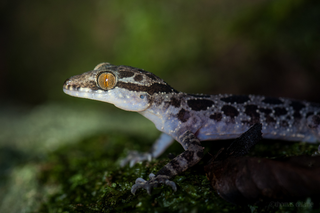 Central Truong Son Bent-Toed Gecko