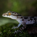 Thua Thien-Hue Bent-toed Gecko - Photo (c) Thomas Calame, some rights reserved (CC BY-NC), uploaded by Thomas Calame