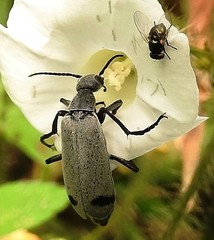 Epicauta bipunctata